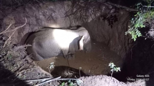 வவுனியாவில் கிணற்றில் விழுந்த காட்டு யானை: மீட்பு நடவடிக்கை தீவிரம்