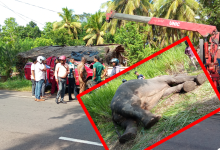 யாழ்–கண்டி வீதியில் விபத்து: கெப் வாகனம் மோதி யானை உயிரிழப்பு