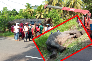 யாழ்–கண்டி வீதியில் விபத்து: கெப் வாகனம் மோதி யானை உயிரிழப்பு