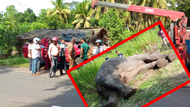யாழ்–கண்டி வீதியில் விபத்து: கெப் வாகனம் மோதி யானை உயிரிழப்பு