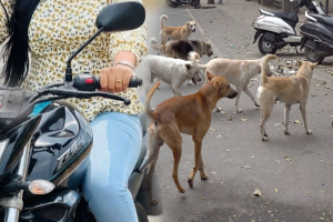 வீதி நாய்களை தாக்கியதாக குற்றச்சாட்டு – வங்கி அதிகாரி பெண் கைது
