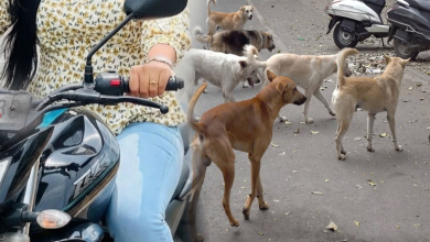 வீதி நாய்களை தாக்கியதாக குற்றச்சாட்டு – வங்கி அதிகாரி பெண் கைது