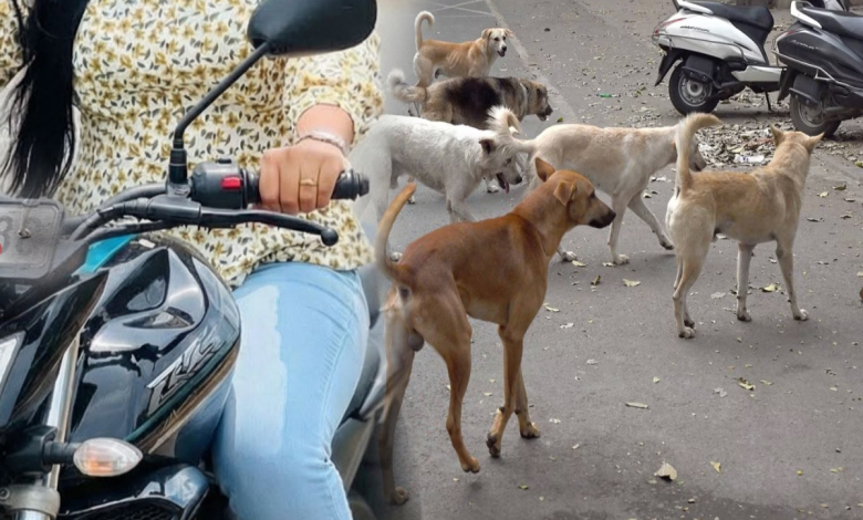 வீதி நாய்களை தாக்கியதாக குற்றச்சாட்டு – வங்கி அதிகாரி பெண் கைது