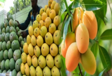 நச்சு இரசாயனத்தில் பழுக்க வைக்கும் பழங்களுக்கு விரைவில் புதிய சட்டம்