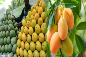 நச்சு இரசாயனத்தில் பழுக்க வைக்கும் பழங்களுக்கு விரைவில் புதிய சட்டம்
