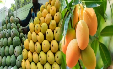 நச்சு இரசாயனத்தில் பழுக்க வைக்கும் பழங்களுக்கு விரைவில் புதிய சட்டம்